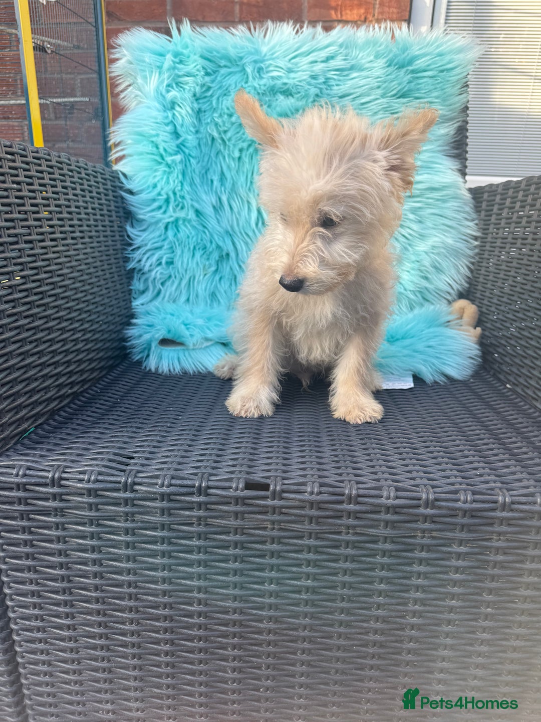 Mixed Breed dogs for sale: Shipoo puppies Shiba x poodle available  - Image 6
