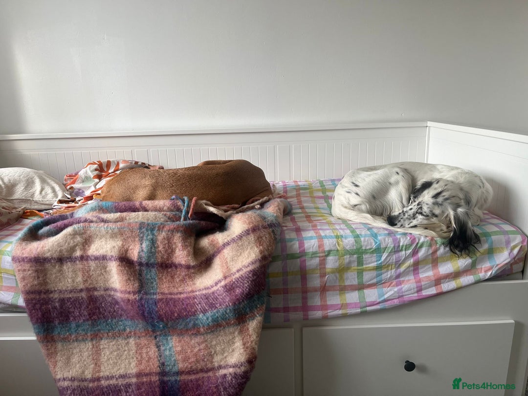 English Setter dogs for adoption: Txispa - Advert 17