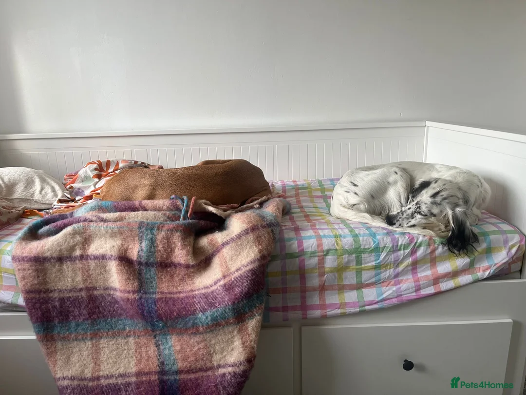 English Setter dogs for adoption: Txispa - Advert 17