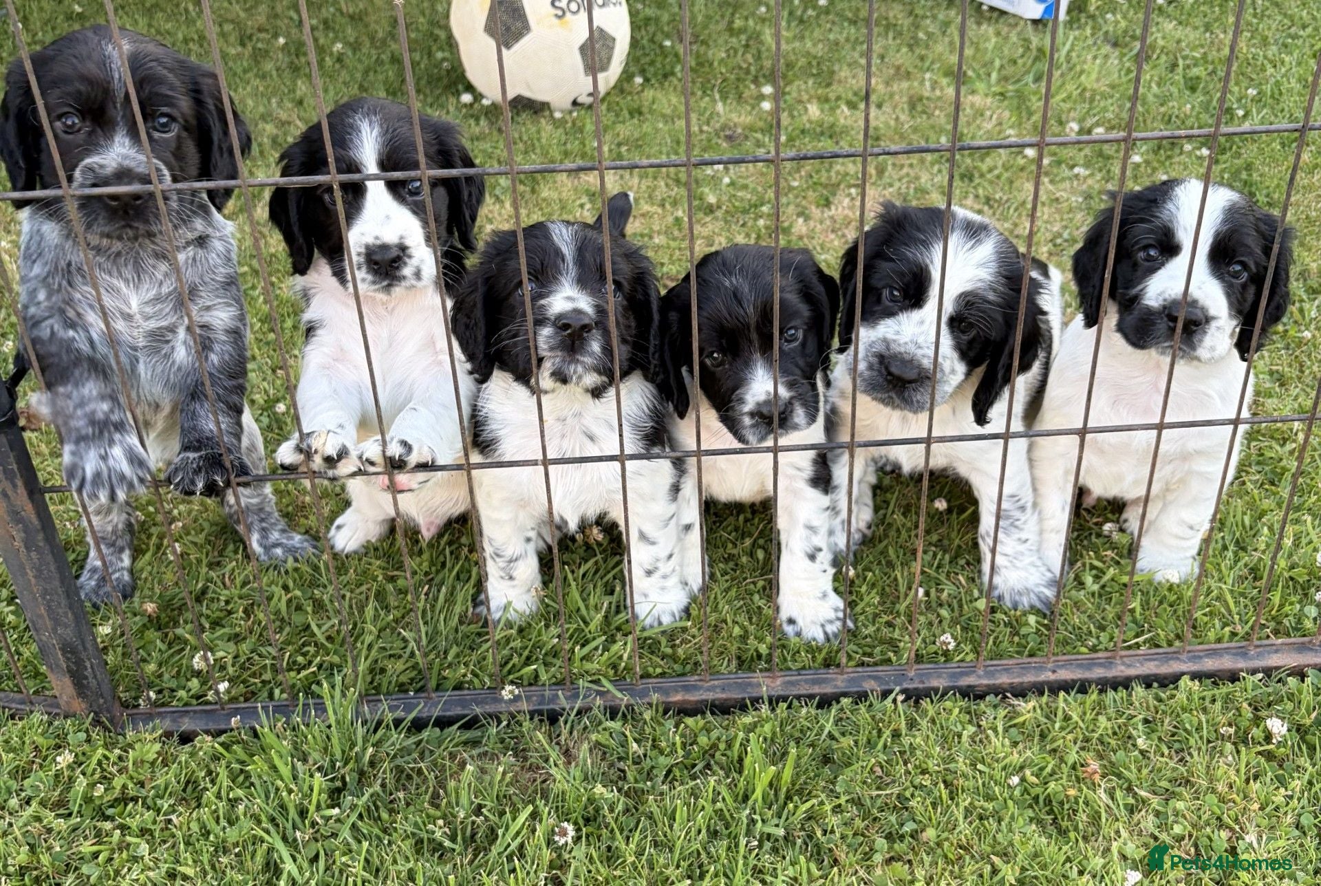 Cocker Spaniel dogs Cocker Spaniels - Advert 12