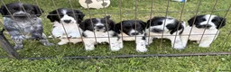 Cocker Spaniel dogs for sale: Cocker Spaniels in Hereford - Advert 1