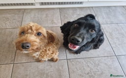 Cockapoo dogs for sale: Cockapoo pups for sale - Image 3