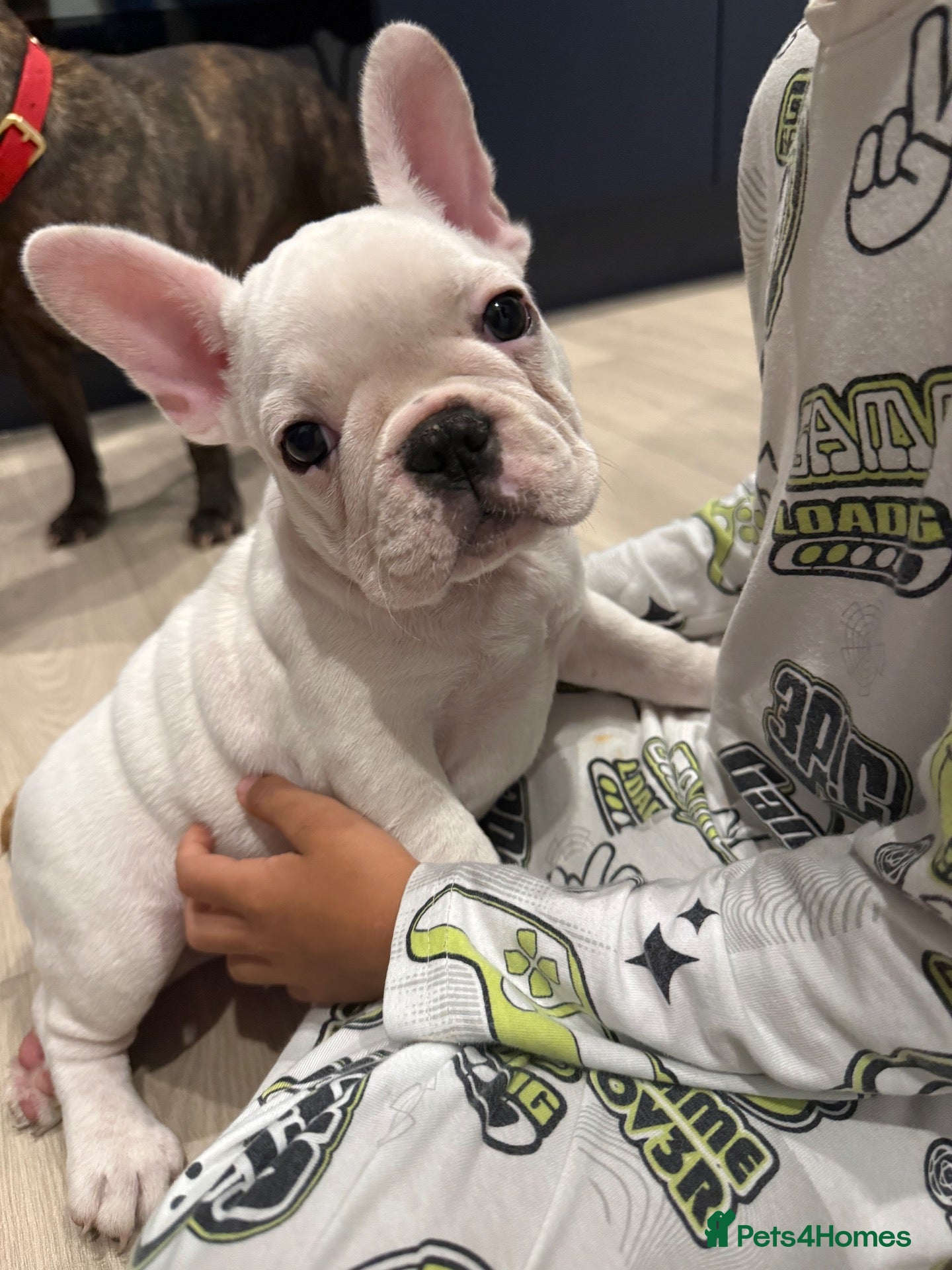French Bulldog dogs Last Girl! Ready to leave!  - Advert 5