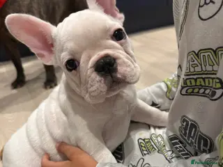 French Bulldog dogs Last Girl! Ready to leave! - Advert 5