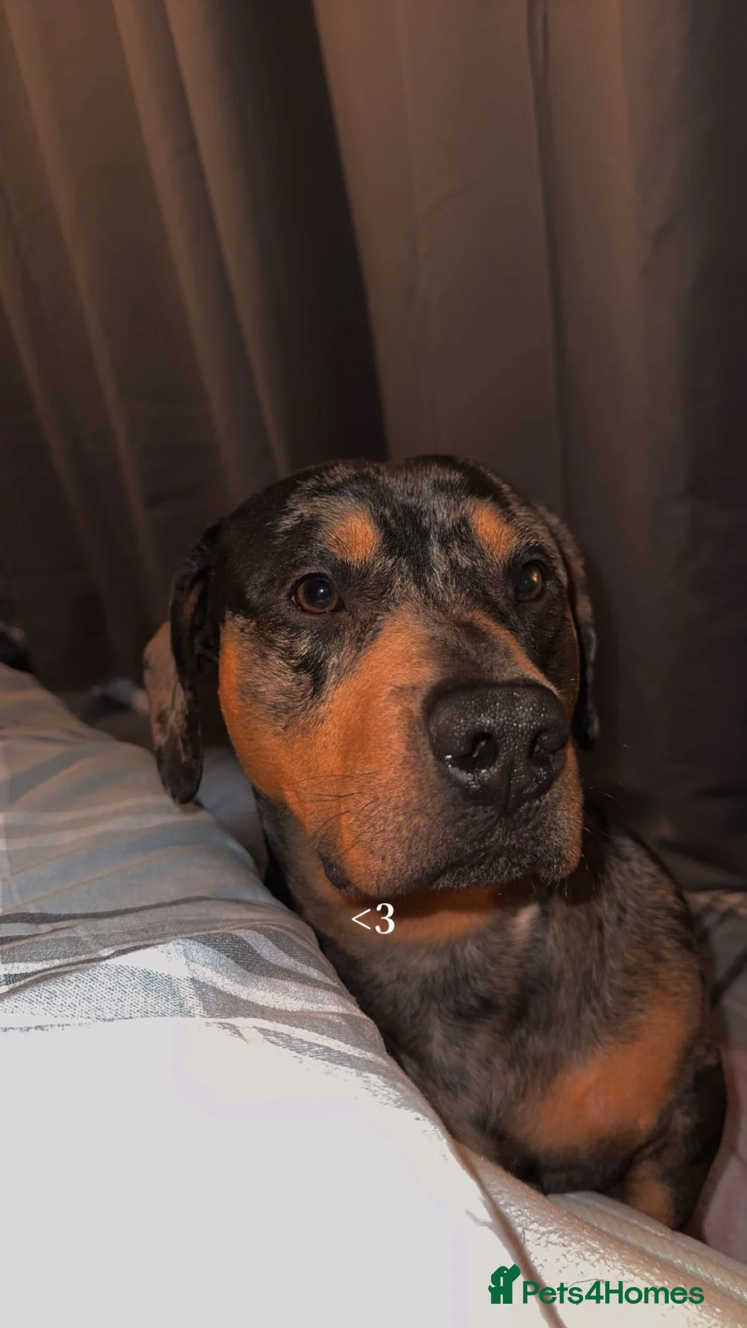 Mixed Breed dogs for stud: For stud  in Port Glasgow - Advert 7