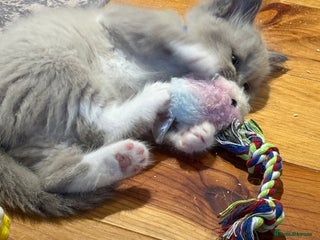 Ragdoll cats Ragdoll Kittens Rare colourings - Advert 16