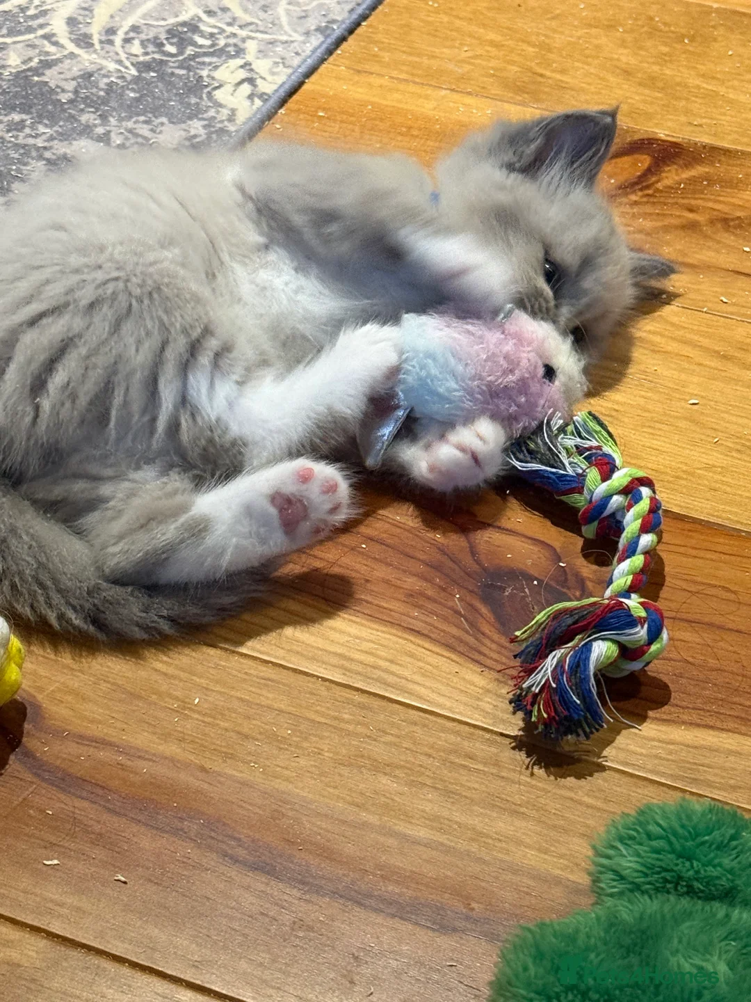 Ragdoll cats for sale: Fully vaccinated, vet checked V cuddly Ragdoll boy - Advert 7