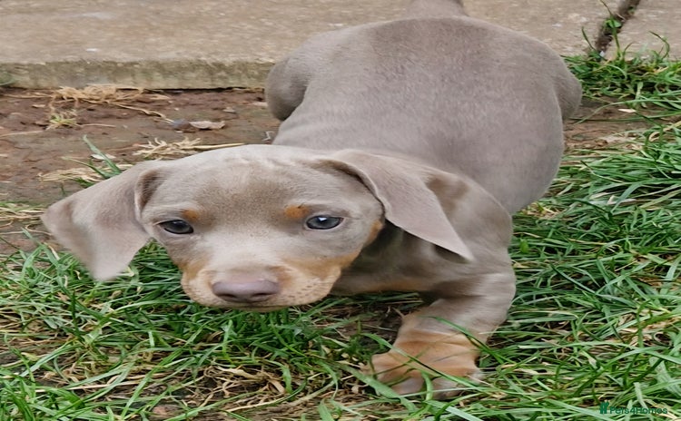 Dachshund dogs - Advert 7