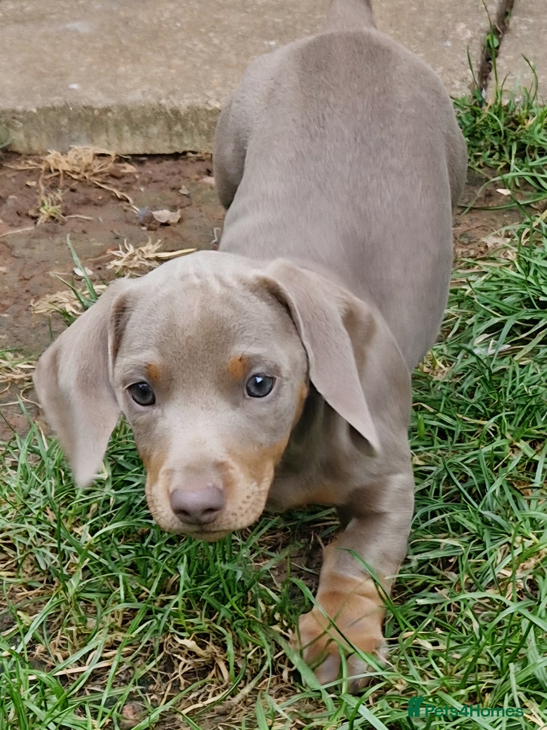 Dachshund dogs for sale: *Ready To Leave* Beautiful Dachsund Girl - 9 Weeks - Image 1