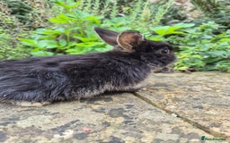Mini Lop rabbits for sale: Mini Lops  - Image 3