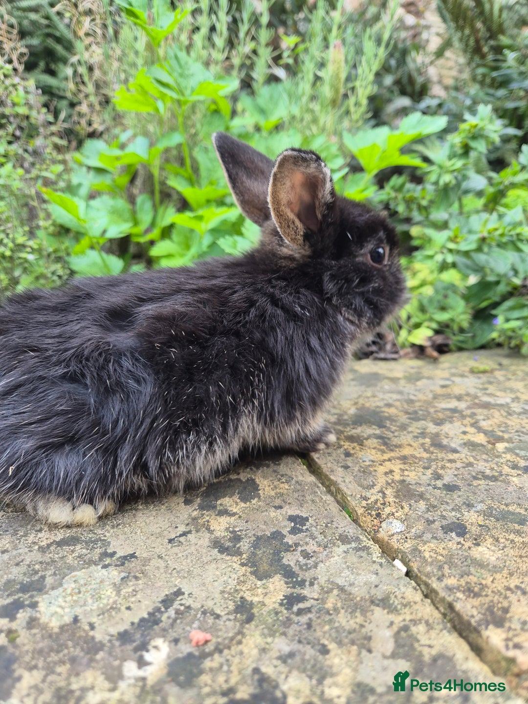 Mini Lop rabbits for sale: Mini Lops  - Image 3
