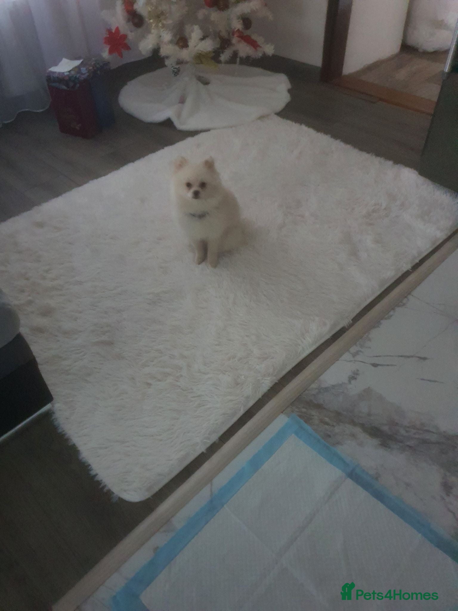 Pomeranian dogs Beautiful Purebred Pomeranian Boy(1Year Old) - Advert 1