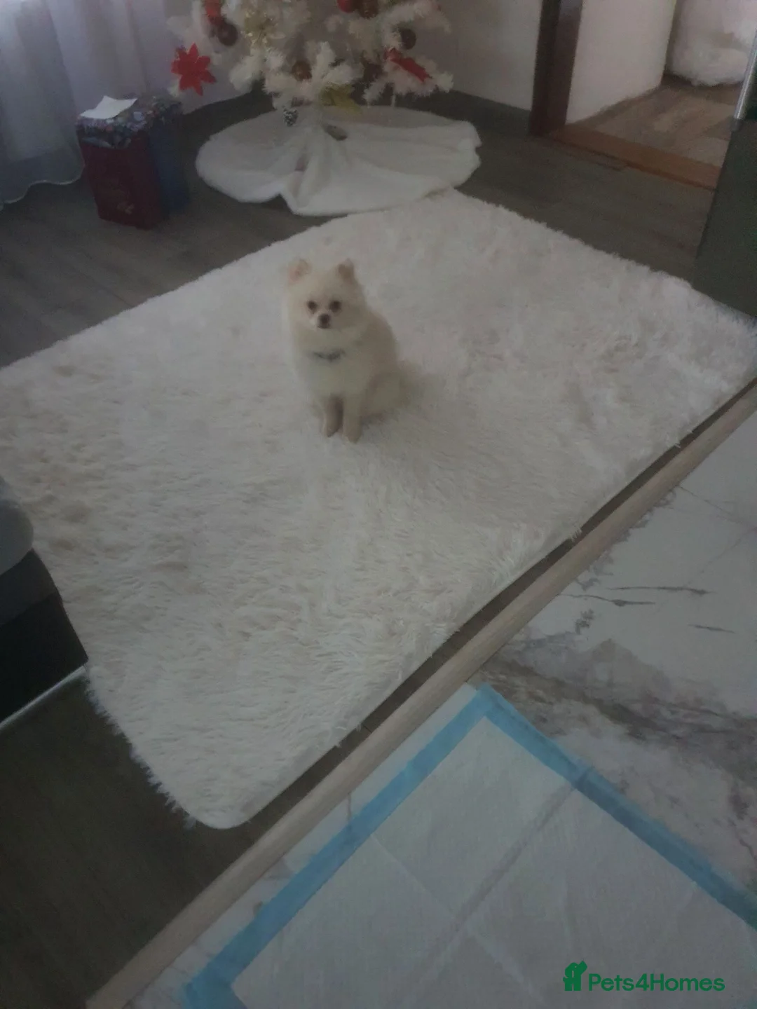 Pomeranian dogs for sale: Beautiful Purebred Pomeranian Boy(1Year Old) in Dover - Advert 1
