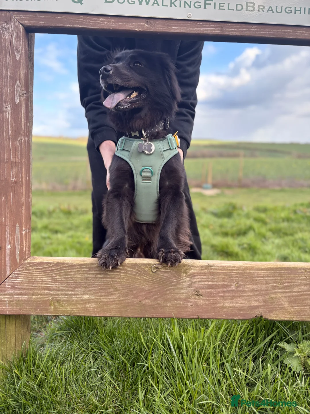 Mixed Breed dogs for sale: Mixed Breed  - Advert 1