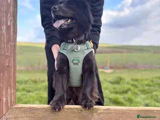 Mixed Breed dogs Mixed Breed - Advert 12