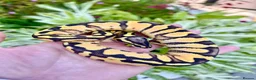 Python Snake reptiles for sale: Super enchi pastel female  - Advert 1