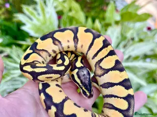 Python Snake reptiles Super enchi pastel female - Advert 13