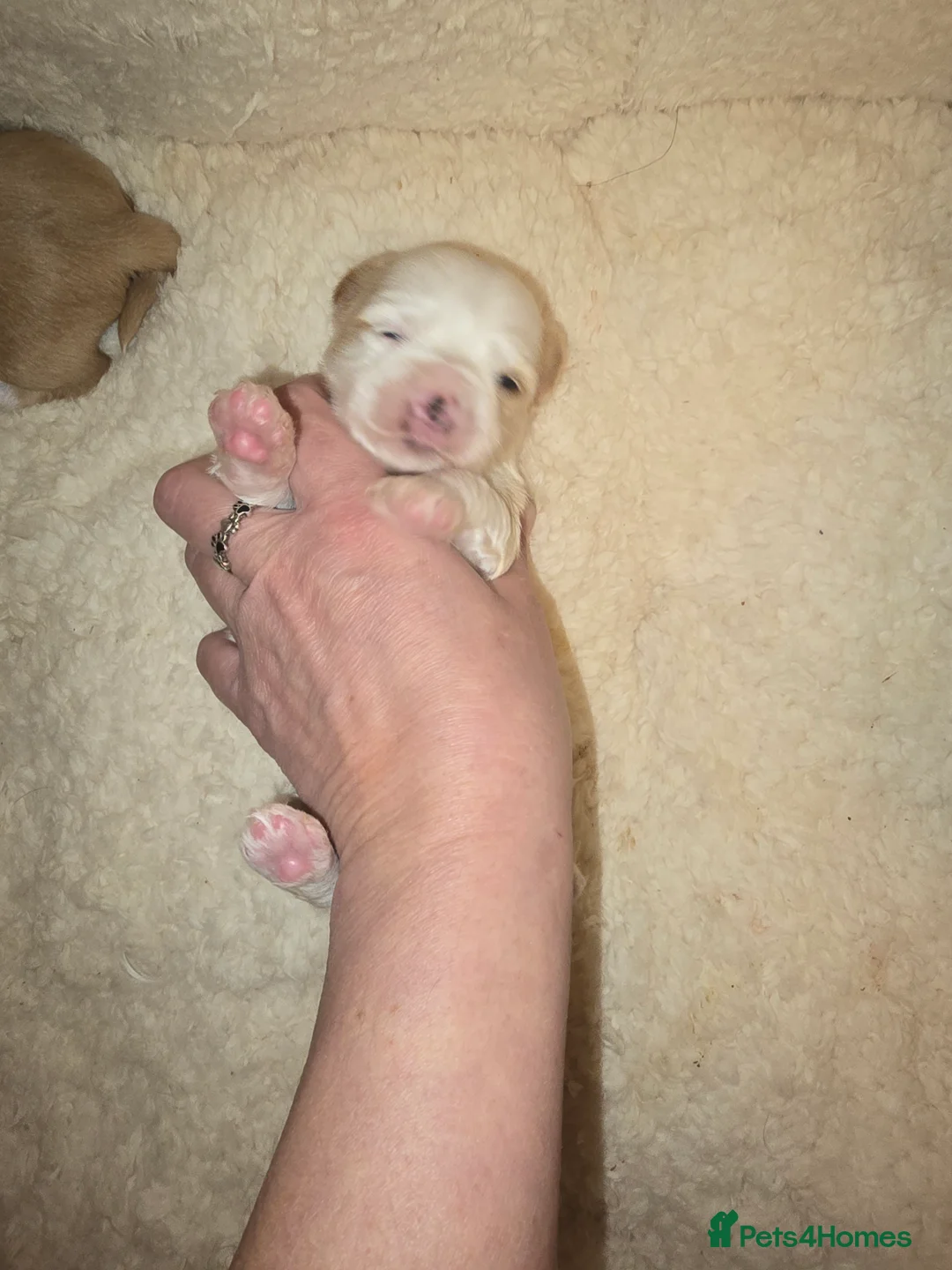 Yorkshire Terrier dogs for sale: wonderful puppies yorkshire terrier - Advert 6