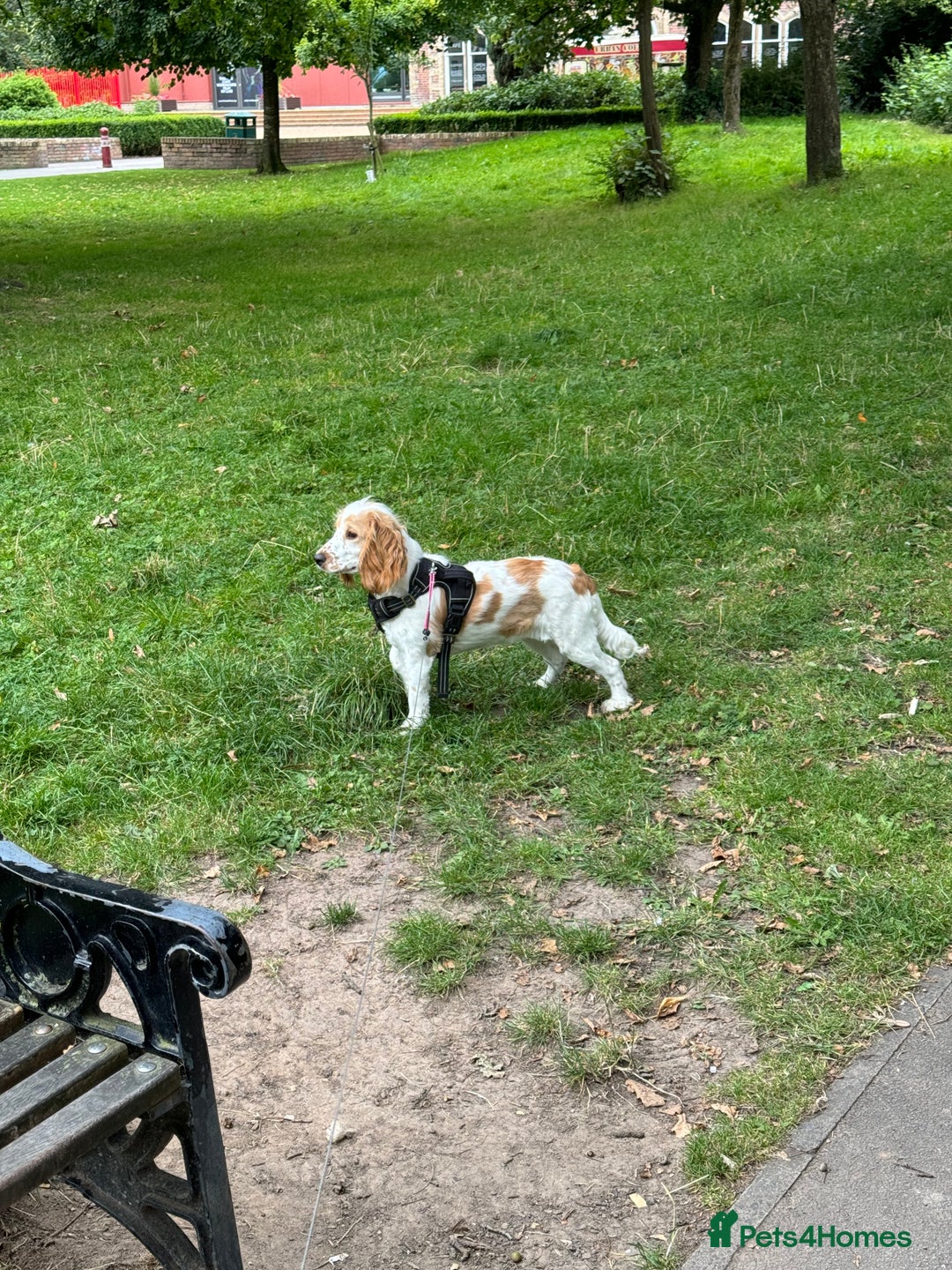 Cocker Spaniel dogs for sale: Beautiful litter of cocker spaniels  - Advert 10