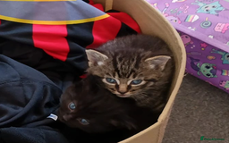Maine Coon cats for sale: Maine Coon and Ragdoll Cross kittens - Image 3