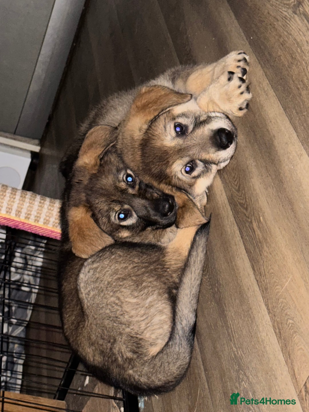 Mixed Breed dogs for sale: German Shepherd x Rottweiler puppies | READY TO GO - Image 16