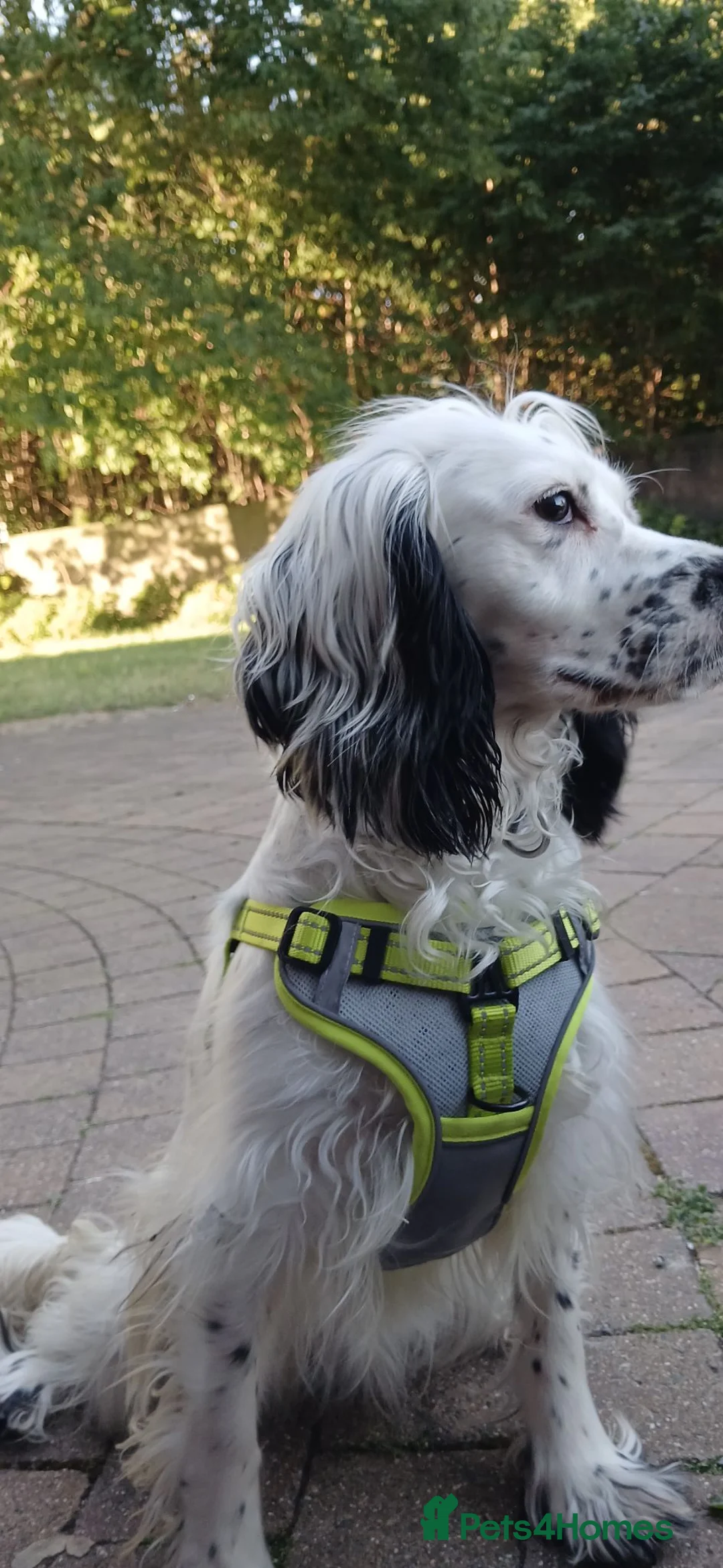 Mixed Breed dogs for sale: Medusa - Advert 1