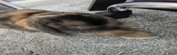 Mini Lion Lop rabbits for sale: 12 week old male rabbit  - Advert 2