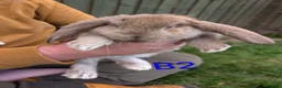 French Lop rabbits for sale: Beautiful French lops  - Advert 7