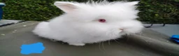 Lionhead rabbits for sale: Beautiful lionhead babies - Advert 5