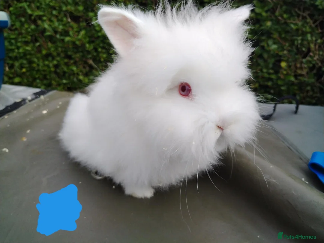 Lionhead rabbits for sale: Beautiful lionhead babies - Advert 5