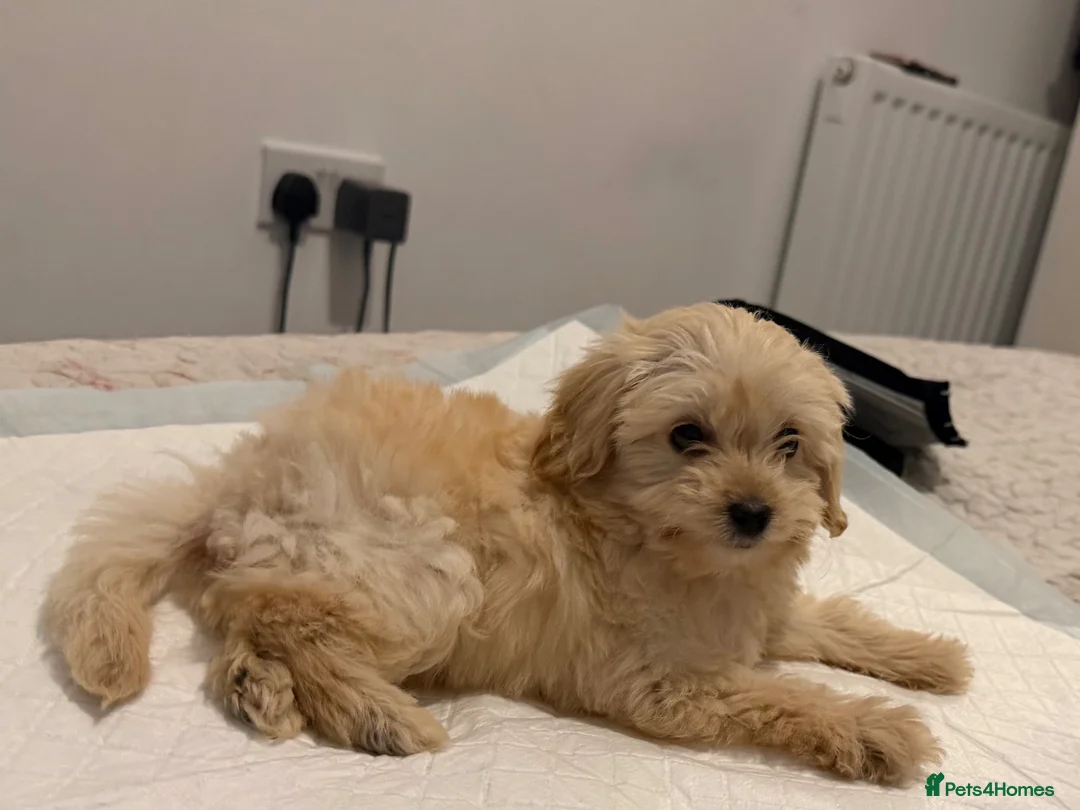 Cockapoo dogs for sale: Puppy Looking for new home  in London - Advert 1