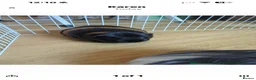 Guinea Pig rodents for sale: 4 sisters guinea pigs - Advert 4