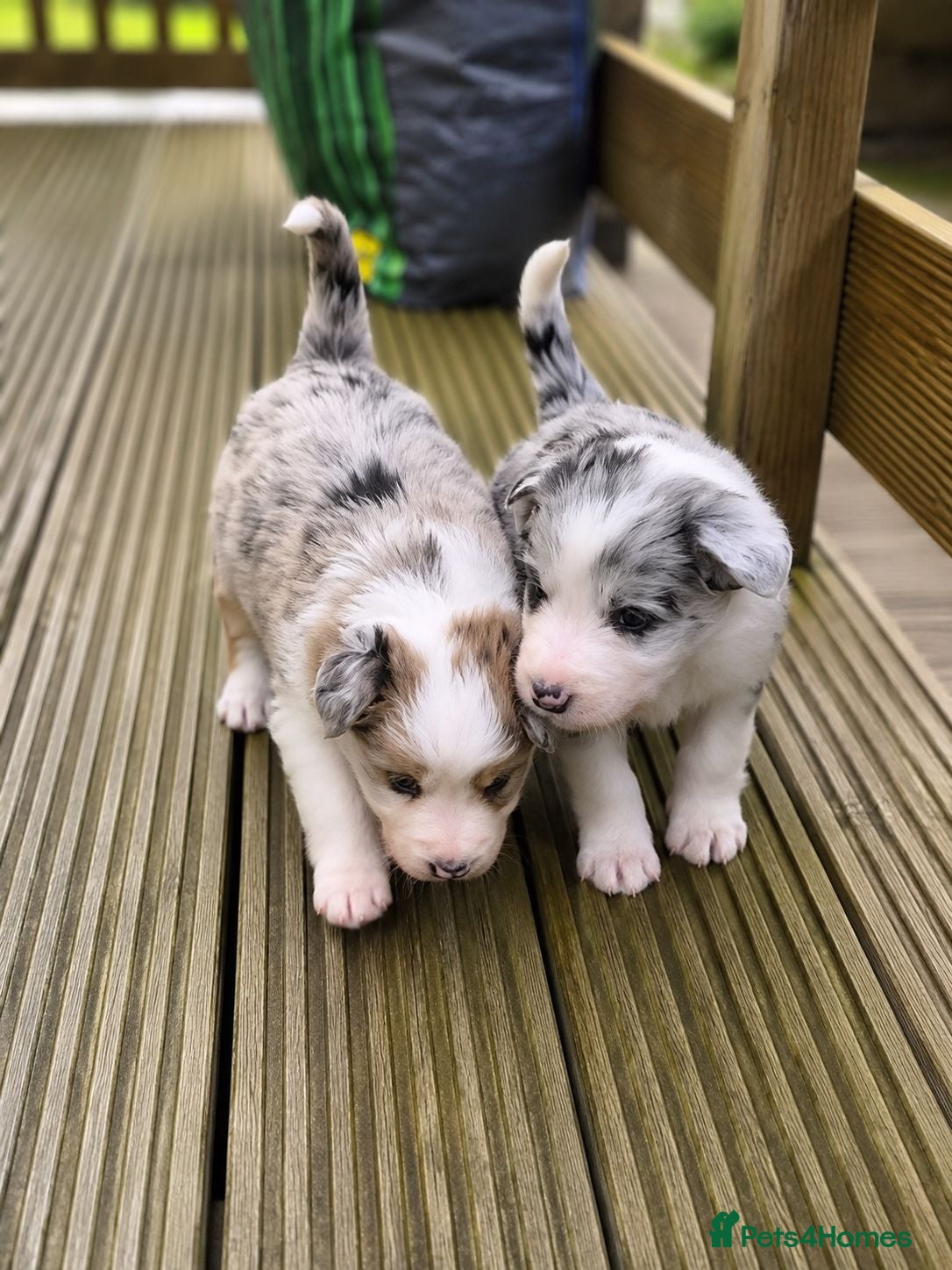 Mixed Breed dogs Beardie border x puppies - Advert 24