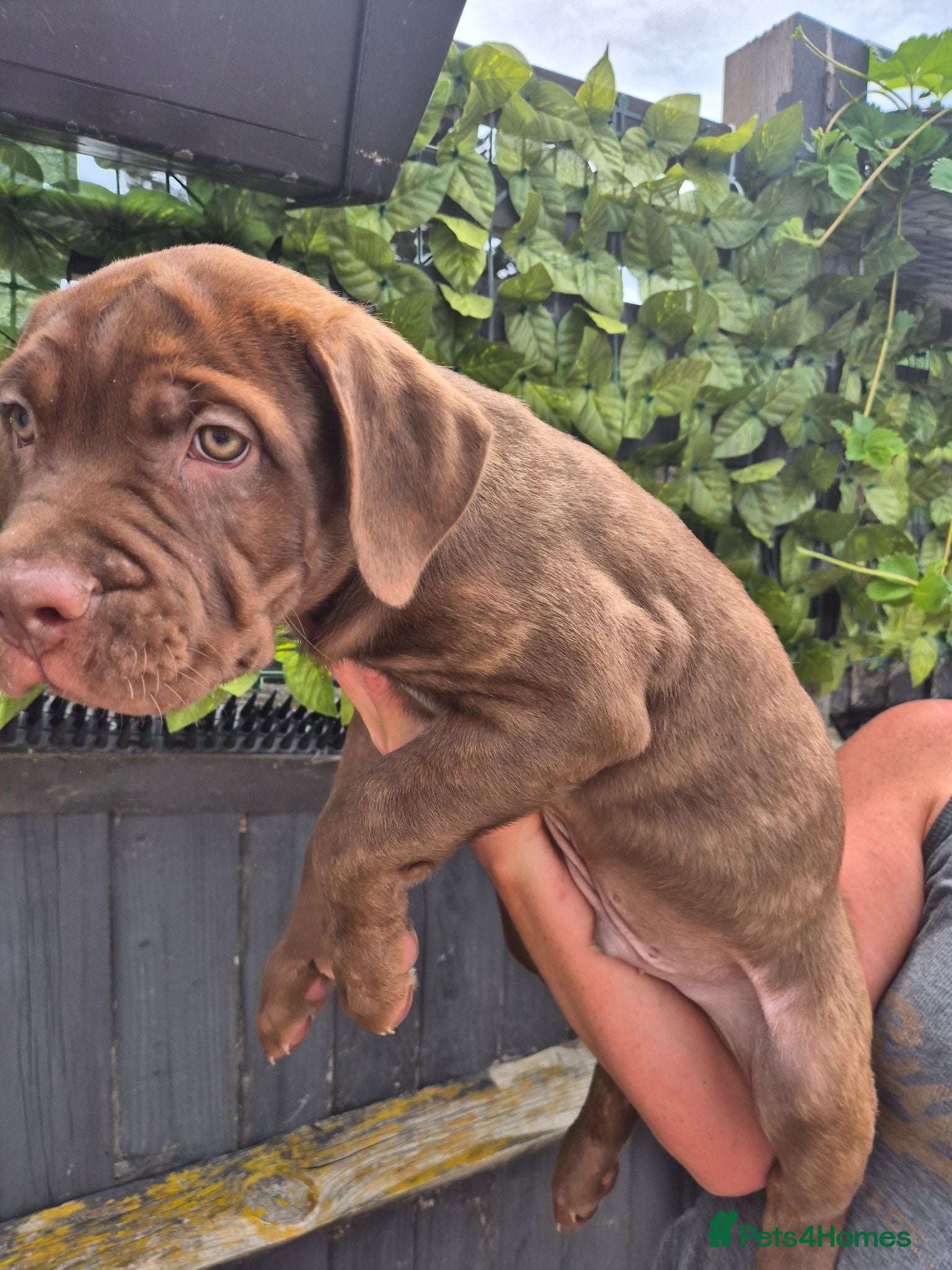 Mixed Breed dogs MIXED MASTIFF CROSS pups for sale - Advert 2