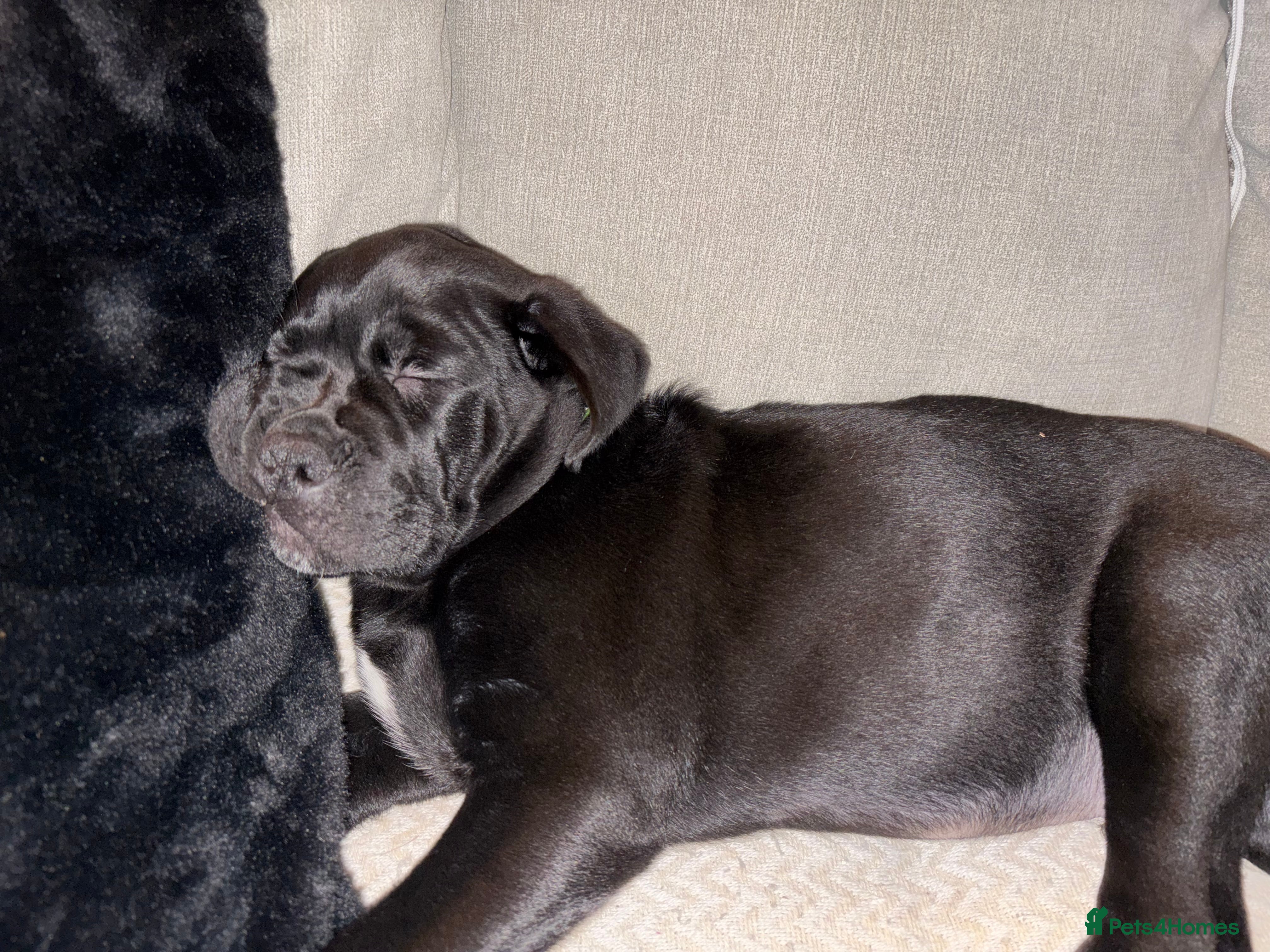 Cane Corso dogs Cane corso 12 weeks old - Advert 1