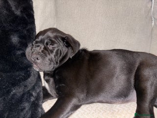 Cane Corso dogs Cane corso 12 weeks old - Advert 1
