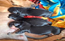 Dachshund dogs for sale: 4 exceptional smooth haired  dachshund mini pups  - Image 1