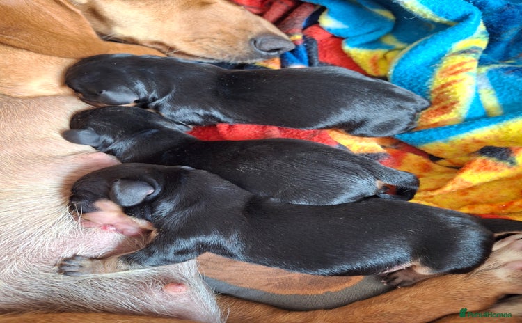Dachshund dogs - Advert 6