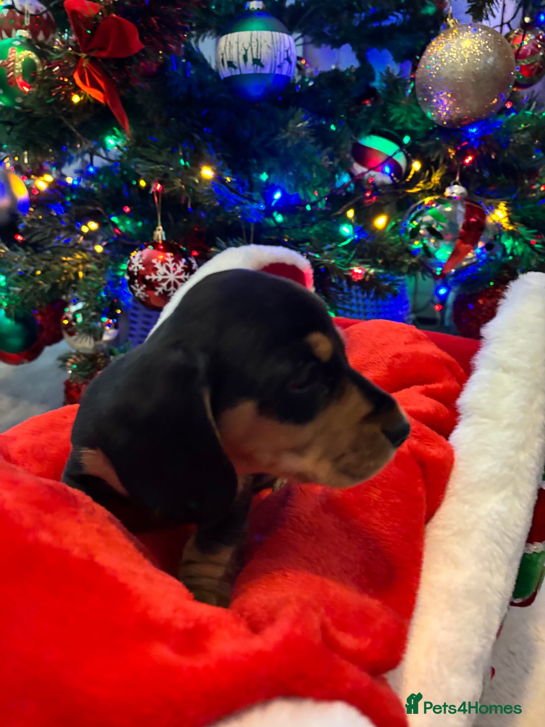 Miniature Dachshund dogs for sale: KC Registered Miniature dachshund  - Advert 10