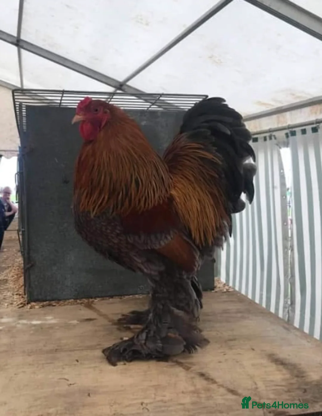 Chickens poultry for sale: Selection of quality stock breeding cockerels  - Advert 5