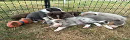 Border Collie dogs for sale: Beautiful Border Collie Puppies  - Advert 4