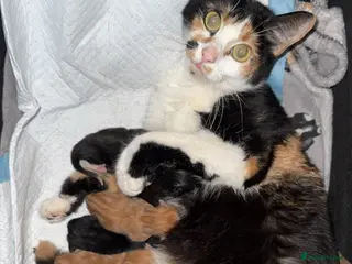 Mixed Breed cats Female kitten - Advert 2