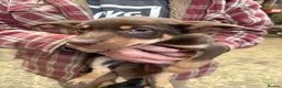 Australian Kelpie dogs for sale: Australian kelpie puppies - Advert 1