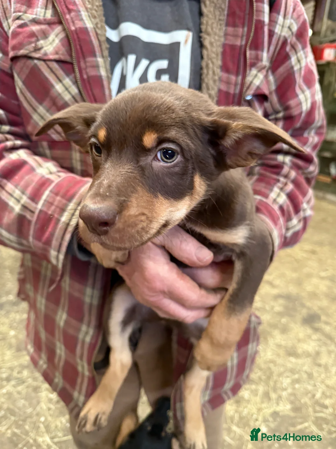 Australian Kelpie dogs for sale: Australian kelpie puppies - Advert 1