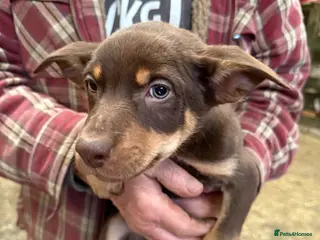 Australian Kelpie dogs Australian kelpie puppies - Advert 12
