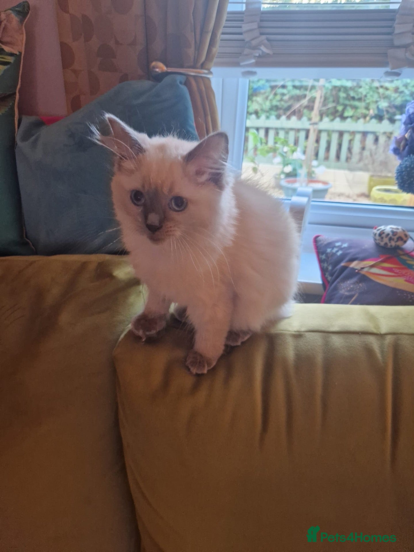 Ragdoll cats Beautiful 14-Week-Old Ragdoll  - Advert 2