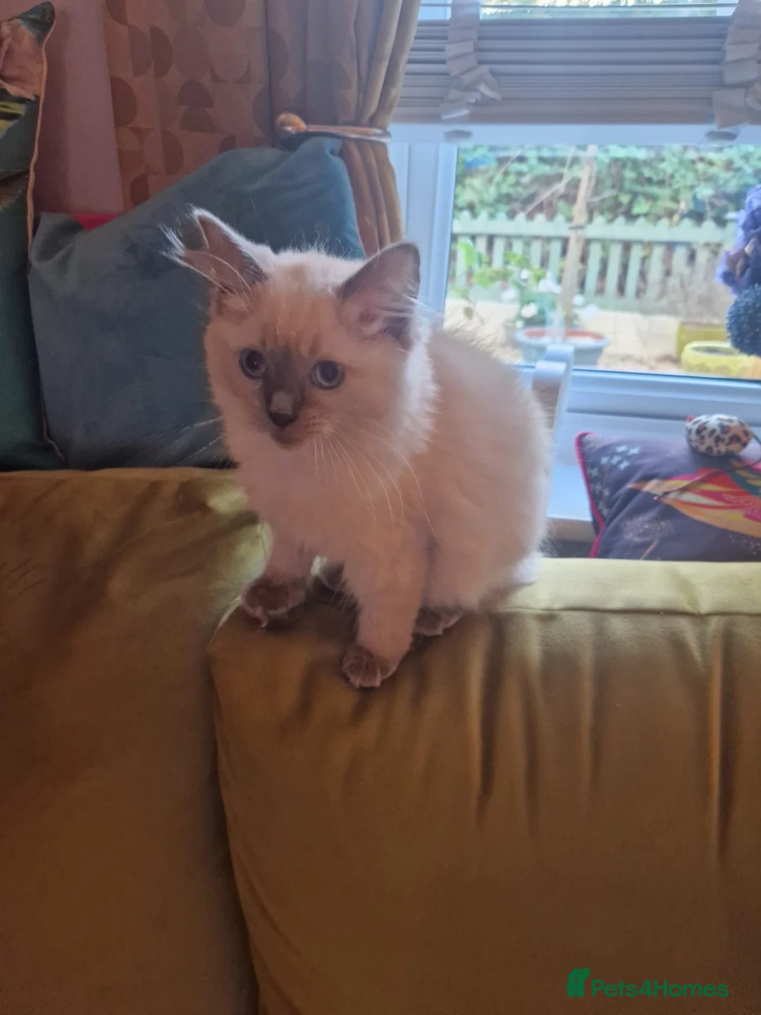 Ragdoll cats for sale: Beautiful 14-Week-Old Ragdoll  - Advert 1