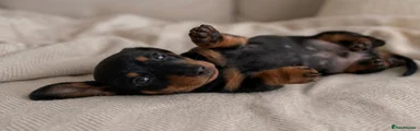 Miniature Dachshund Puppy 4