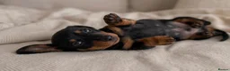 Miniature Dachshund dogs for sale: Ready Now - Beautiful Miniature Dachshund Puppies - Advert 13