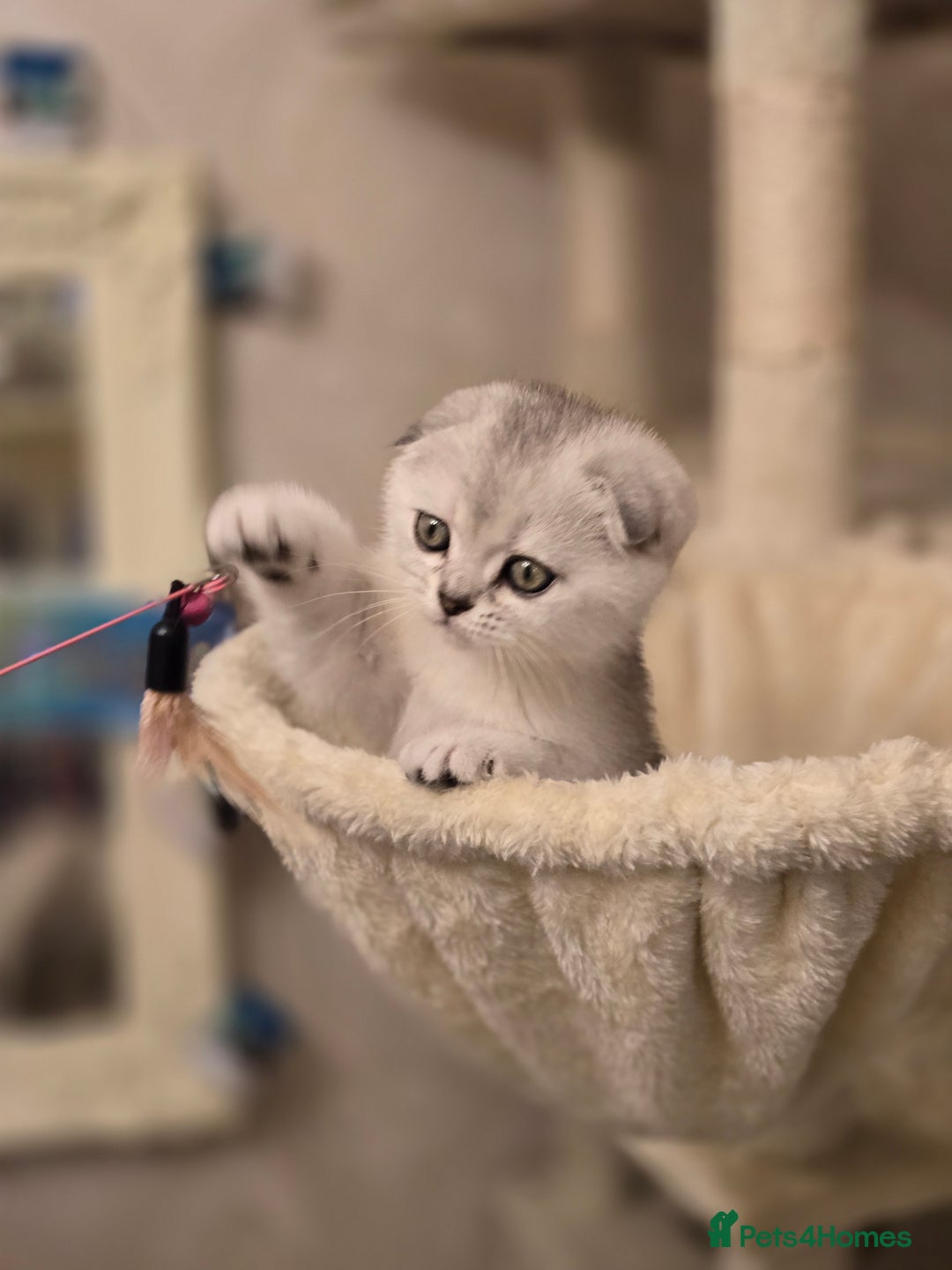 Scottish Fold cats for sale: Scottish Fold and Straight kittens  - Advert 3